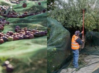 Υπέροχη κίνηση ανθρωπιάς: Αυτός ο Δήμος μοιράζει δωρεάν ελαιόλαδο στους πολίτες και αξίζουν σε όλους χίλια μπράβο