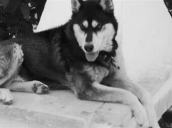 Αράχωβα: Θύμα αγέλης σκύλων ο Όλιβερ – Ολική ανατροπή στην υπόθεση του χάσκι (Video)