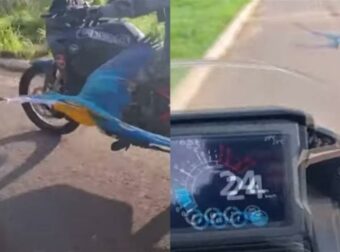 Επικός παπαγάλος κάνει… περιπολία μαζί με αστυνομικούς και γίνεται viral παγκοσμίως! (video)