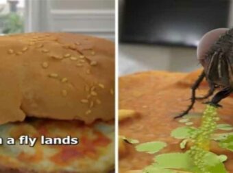 Μην το δείτε πριν κάτσετε στο τραπέζι: Βίντεο αποκαλύπτει τι συμβαίνει όταν μια μύγα κάθεται στο φαγητό σας