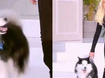 Φαίη Σκορδά: Η τραγική ιστορία που κρύβει πίσω του το σκυλάκι της – Ο θάνατος που ένωσε το χάσκι με την παρουσιάστρια